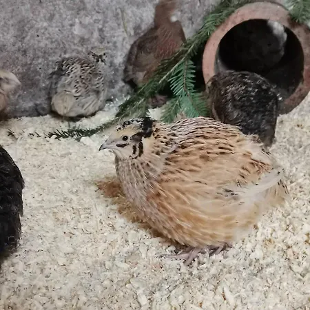 Landidylle Mertensdorf -