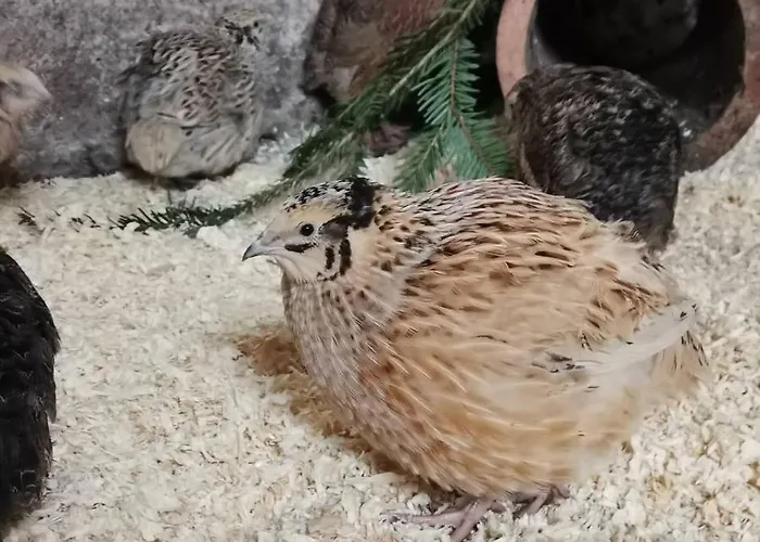 Landidylle Mertensdorf -