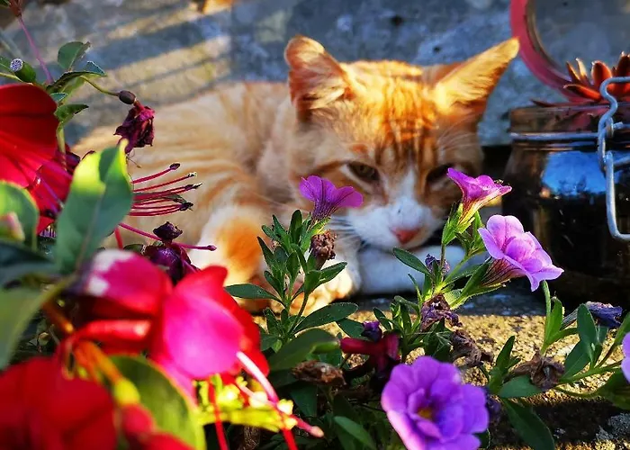 Landidylle Mertensdorf - Triglitz